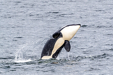 Killer whale (Orcinus orca), calf breaching near the Cleveland Peninsula, Southeast Alaska, United States of America, North America