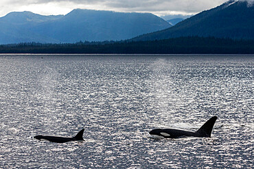 Adult bull killer whales (Orcinus orca), surfacing near the Cleveland Peninsula, Southeast Alaska, United States of America, North America