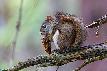 An adult American red squirrel (Tamiasciurus hudsonicus) near the Chilkat River, Haines, Southeast Alaska, United States of America, North America