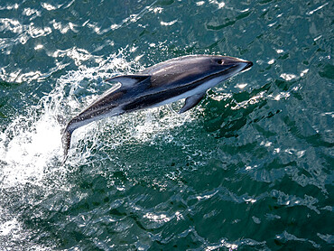 An adult Pacific white-sided dolphin (Sagmatias obliquidens), near Petersburg, Southeast Alaska, United States of America, North America