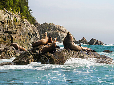 Steller sea lions (Eumetopias jubatus), hauled out at a rookery in the Inian Islands, Southeast Alaska, United States of America, North America