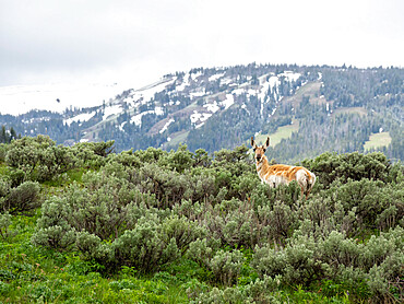 An adult pronghorn (Antilocapra americana), in sagebrush in Yellowstone National Park, UNESCO World Heritage Site, Wyoming, United States of America, North America