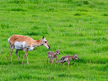 An adult pronghorn mother (Antilocapra americana), with newborn calves in Yellowstone National Park, Wyoming, United States of America, North America