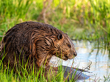 An adult North American beaver (Castor canadensis) along the shore in Grand Teton National Park, Wyoming, United States of America, North America