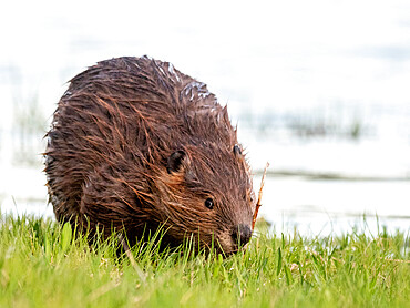 An adult North American beaver (Castor canadensis) along the shore in Grand Teton National Park, Wyoming, United States of America, North America