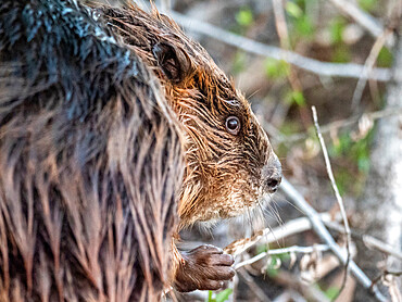 An adult North American beaver (Castor canadensis) along the shore in Grand Teton National Park, Wyoming, United States of America, North America