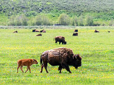 Adult bison (Bison bison) with young grazing in Lamar Valley, Yellowstone National Park, UNESCO World Heritage Site, Wyoming, United States of America, North America