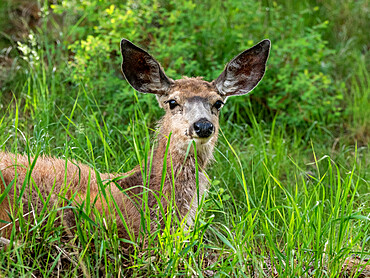 A young mule deer (Odocoileus hemionus) resting on a hillside in Yellowstone National Park, Wyoming, United States of America, North America