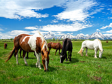 Adult horses (Equus ferus caballus) grazing at the foot of the Grand Teton Mountains, Wyoming, United States of America, North America