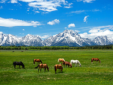 Adult horses (Equus ferus caballus), grazing at the foot of the Grand Teton Mountains, Wyoming, United States of America, North America