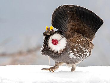 An adult male dusky grouse (Dendragapus obscurus), displaying in Yellowstone National Park, Wyoming, United States of America, North America