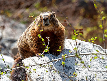 An adult yellow-bellied marmot (Marmota flaviventris), in Yellowstone National Park, Wyoming, United States of America, North America