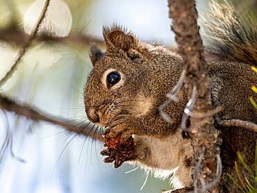 An adult American red squirrel (Tamiasciurus hudsonicus), in Yellowstone National Park, Wyoming, United States of America, North America