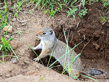 An adult Wyoming ground squirrel (Urocitellus elegans), in Yellowstone National Park, UNESCO World Heritage Site, Wyoming, United States of America, North America