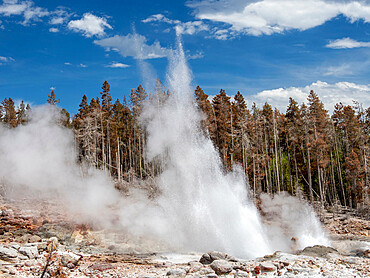 Steamboat Geyser, the worlds tallest active geyser, steaming in Yellowstone National Park, UNESCO World Heritage Site, Wyoming, United States of America, North America