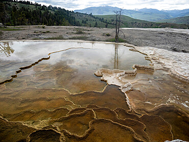 Mammoth Hot Springs Terraces, Yellowstone National Park, UNESCO World Heritage Site, Wyoming, United States of America, North America