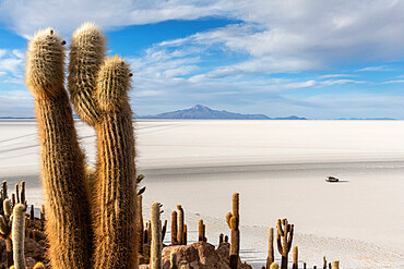 A forest of giant cardon cactus (Echinopsis atacamensis) growing on Isla Incahuasi, on the Salar de Uyuni, Bolivia, South America