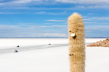 Detail of a giant cardon cactus (Echinopsis atacamensis), with flower growing on Isla Incahuasi, Salar de Uyuni, Bolivia, South America