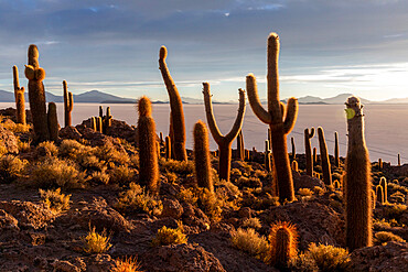 A forest of giant cardon cactus (Echinopsis atacamensis) at sunset on Isla Incahuasi, on the Salar de Uyuni, Bolivia, South America