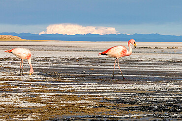 A pair of adult James's flamingos (Phoenicoparrus jamesi) feeding near Coqueza on the Salar de Uyuni, Bolivia, South America