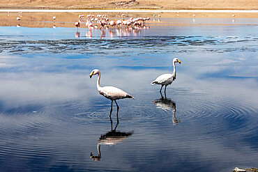 Flamingos feeding in Laguna Canapa, an endorheic salt lake in the altiplano, Potosi Department, Bolivia, South America