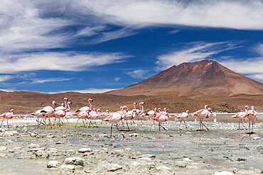 Flamingos feeding in Laguna Canapa, an endorheic salt lake in the altiplano, Potosi Department, Bolivia, South America