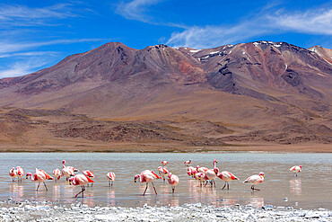 Flamingos feeding in Laguna Canapa, an endorheic salt lake in the altiplano, Potosi Department, Bolivia, South America