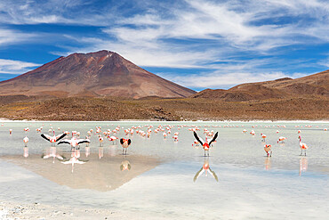 Flamingos feeding in Laguna Canapa, an endorheic salt lake in the altiplano, Potosi Department, Bolivia, South America