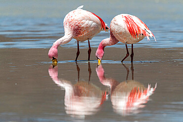 Rare James's flamingos (Phoenicoparrus jamesi), Eduardo Avaroa Andean Fauna National Reserve, Bolivia, South America