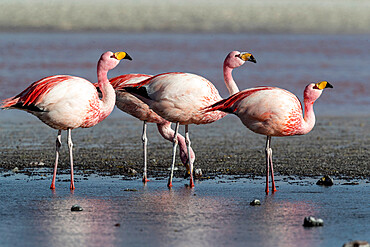 Rare James's flamingos (Phoenicoparrus jamesi), Eduardo Avaroa Andean Fauna National Reserve, Bolivia, South America