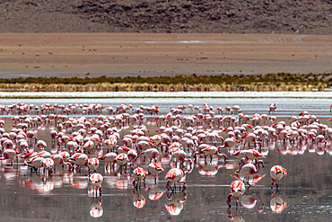 Flamingos gathered in the hundreds to feed, Eduardo Avaroa Andean Fauna National Reserve, Bolivia, South America