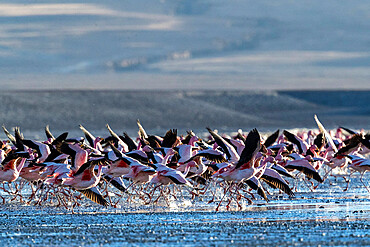 Flamingos taking flight in the hundreds to feed, Eduardo Avaroa Andean Fauna National Reserve, Bolivia, South America