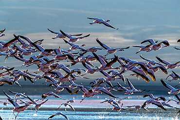 Flamingos taking flight in the hundreds to feed, Eduardo Avaroa Andean Fauna National Reserve, Bolivia, South America