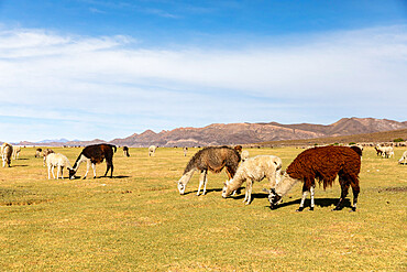 Llamas (Lama glama), feeding near Coqueza, a small town near the Thunupa Volcano, Salar de Uyuni, Bolivia, South America