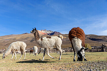 Llamas (Lama glama), feeding near Coqueza, a small town near the Thunupa Volcano, Salar de Uyuni, Bolivia, South America