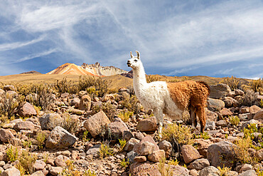 Llamas (Lama glama), feeding near Coqueza, a small town near the Thunupa Volcano, Salar de Uyuni, Bolivia, South America