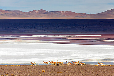 A herd of vicunas (Lama vicugna) in the altiplano of the high Andes Mountains, Bolivia, South America