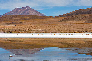 A herd of vicunas (Lama vicugna) in the altiplano of the high Andes Mountains, Bolivia, South America