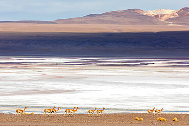 A herd of vicunas (Lama vicugna) in the altiplano of the high Andes Mountains, Bolivia, South America