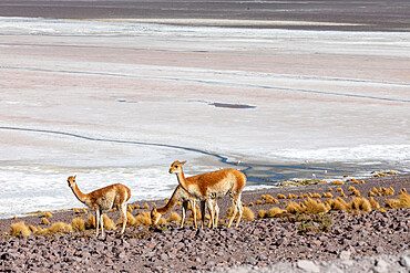 A herd of vicunas (Lama vicugna) in the altiplano of the high Andes Mountains, Bolivia, South America