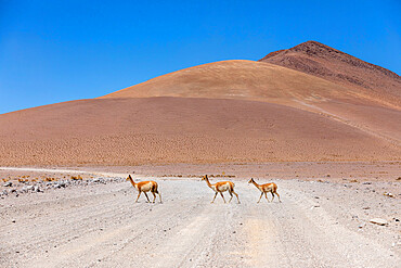 A herd of vicunas (Lama vicugna) in the altiplano of the high Andes Mountains, Bolivia, South America