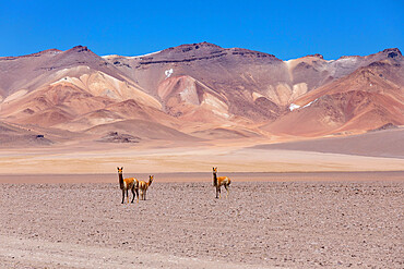 A herd of vicunas (Lama vicugna) in the altiplano of the high Andes Mountains, Bolivia, South America