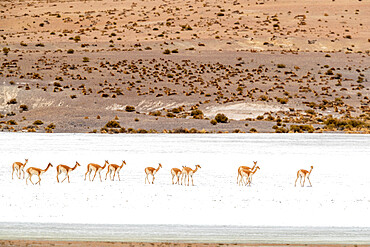 A herd of vicunas (Lama vicugna) in the altiplano of the high Andes Mountains, Bolivia, South America