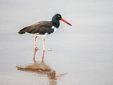 An adult American oystercatcher (Haematopus palliatus), in the surf on Santiago Island, Galapagos, Ecuador, South America