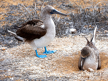 Adult blue-footed boobies (Sula nebouxii,) nest exchange at Punta Pitt, San Cristobal Island, Galapagos, Ecuador, South America