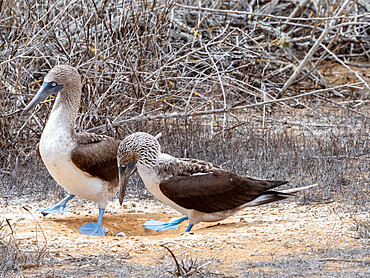 Adult blue-footed boobies (Sula nebouxii,) nest exchange at Punta Pitt, San Cristobal Island, Galapagos, Ecuador, South America