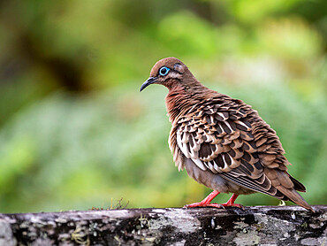 An adult Galapagos dove (Zenaida galapagoensis) in the highlands of Santa Cruz Island, Galapagos, Ecuador, South America