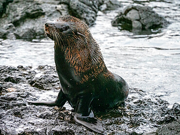 An adult Galapagos fur seal (Arctocephalus galapagoensis), Santiago Island, Galapagos, Ecuador, South America