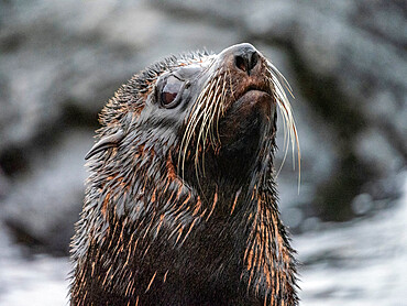 An adult Galapagos fur seal (Arctocephalus galapagoensis), Santiago Island, Galapagos, Ecuador, South America