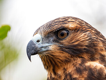 A juvenile Galapagos hawk (Buteo galapagoensis), Rabida Island, Galapagos, Ecuador, South America